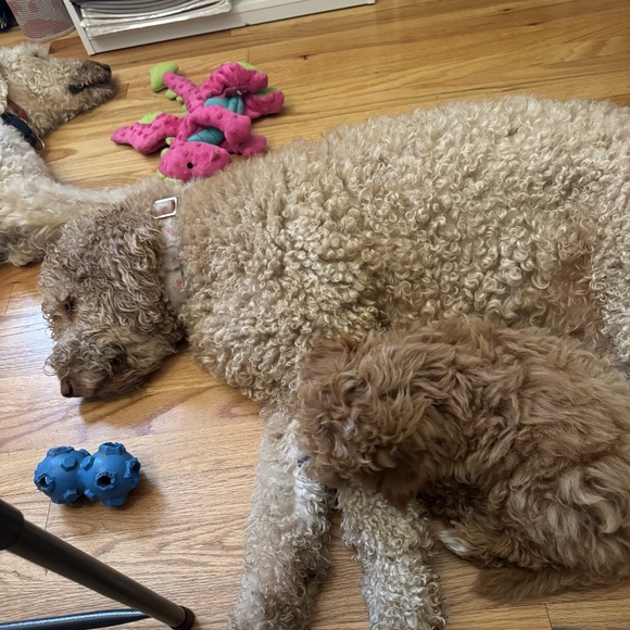 Meet your Posher, Jerry - Picture 14 of 17